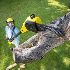 Best Lawn Dethatching  in Logan, NM