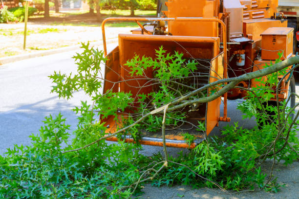 Best Commercial Tree Services  in Logan, NM